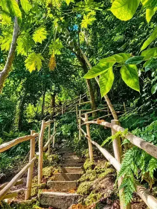 Sunlit Tropical Forest Stairway at Freshwater Plantation