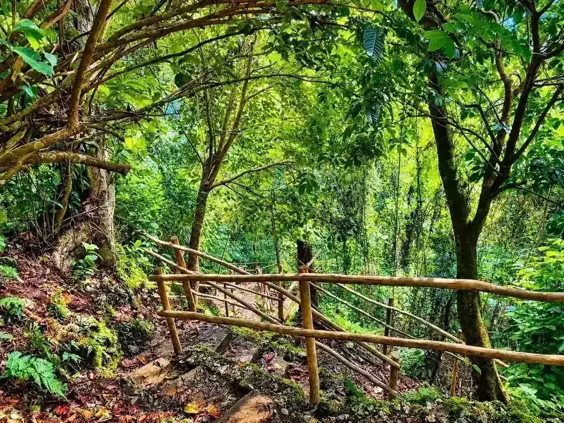 Sunlit Tropical Forest Trail at Freshwater Plantation