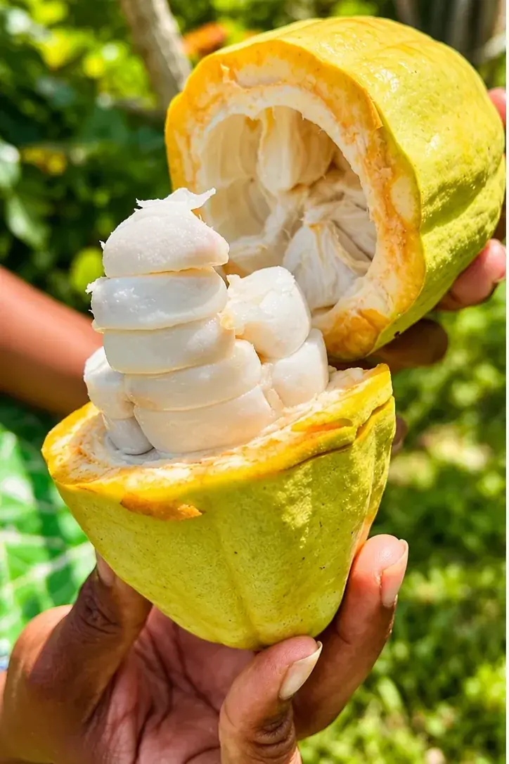 Fresh cacao pod opened to show the white cocoa pulp and beans on the plantation